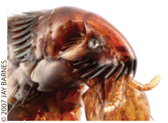Flea 4